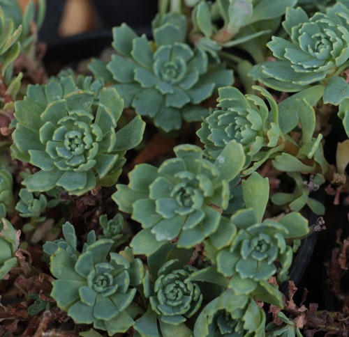 Rhodiola pachyclados - The Plantsman 
