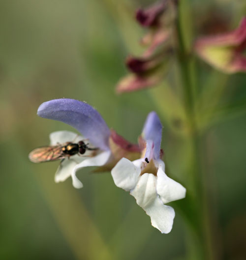 Salvia chamelaeagnea