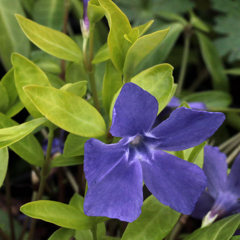 Vinca minor 'Blue and Gold' The Plantsman's Preference