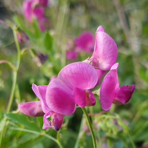 Lathyrus tuberosus