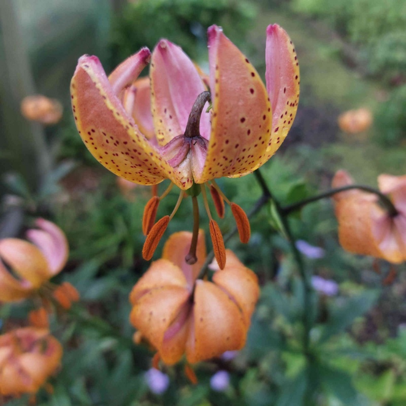 Lilium x dalhansonii