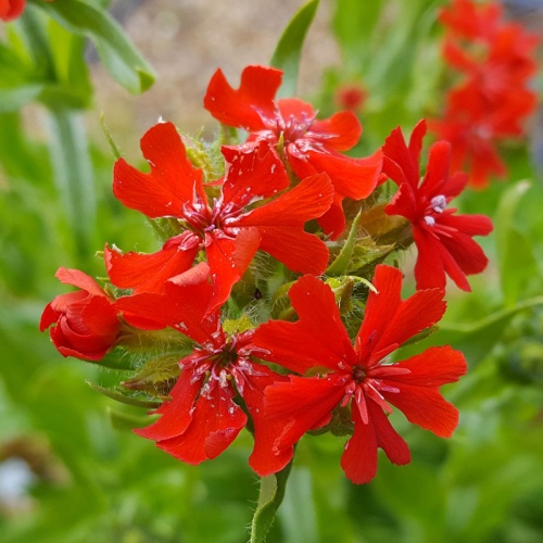 Silene chalcedonica