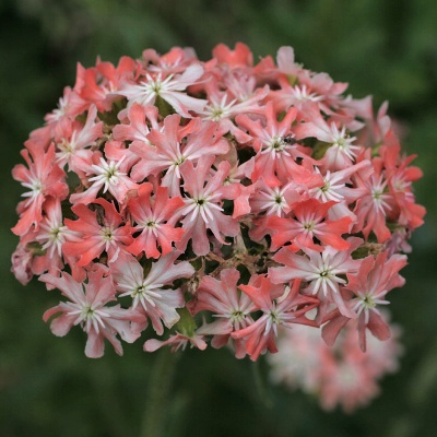 Silene chalcedonica 'Salmonea'