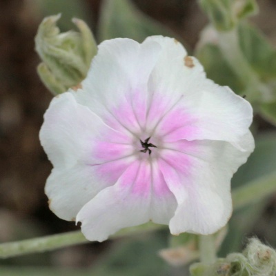 Silene coronaria Oculata