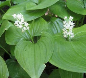 Maianthemum bifolium ssp. kamtschaticum