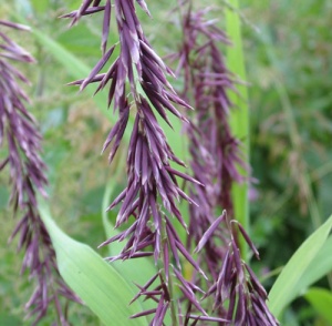 Melica altissima 'Atropurpurea'