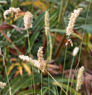 Melica persica