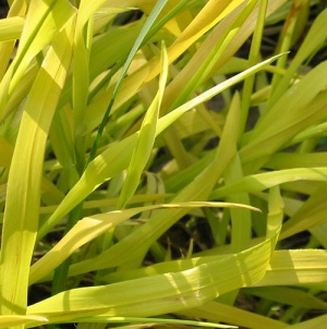 Milium effusum 'Aureum'