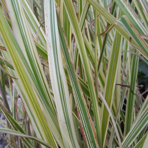 Miscanthus sinensis 'Dixieland'