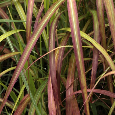 Miscanthus 'Flammenmeer'