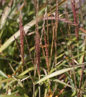 Miscanthus 'Korea'