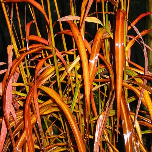 Miscanthus sinensis 'Samurai'