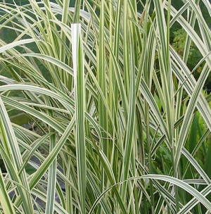 Miscanthus sinensis 'Variegatus'