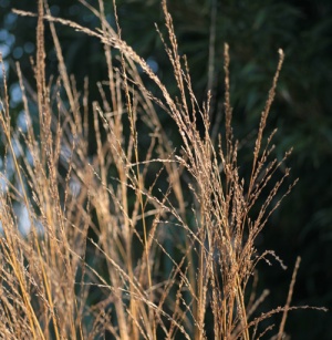 Molinia caerulea ssp. arundinacea 'Cordoba'