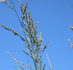 Molinia caerulea ssp. arundinacea 'Karl Foerster'