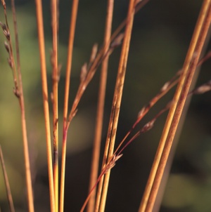 Molinia caerulea ssp. arundinacea 'Les Ponts de Ce'