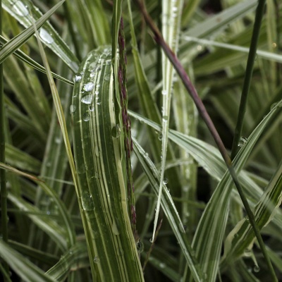 Molinia caerulea ssp. arundinacea 'Mostenveld'