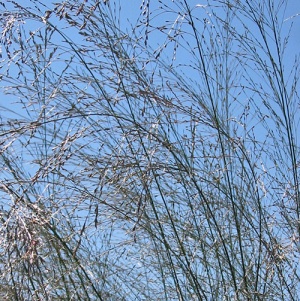 Molinia caerulea ssp. arundinacea 'Transparent'