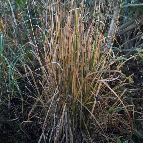 Molinia caerulea ssp. arundinacea 'Windsaule'