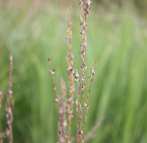 Molinia caerulea ssp. caerulea 'Heidebraut'