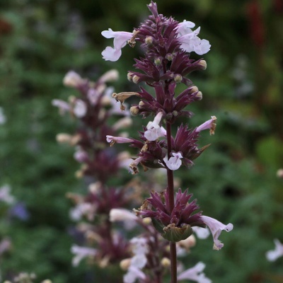 Nepeta grandiflora 'Dawn to Dusk'