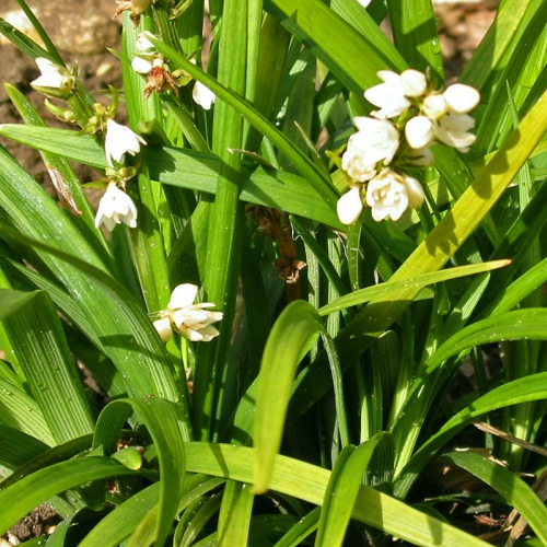 Ophiopogon japonicus