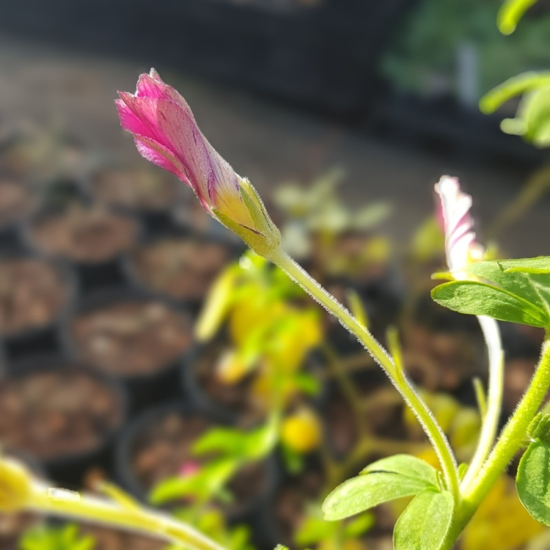 Oxalis - The Plantsman's Preference