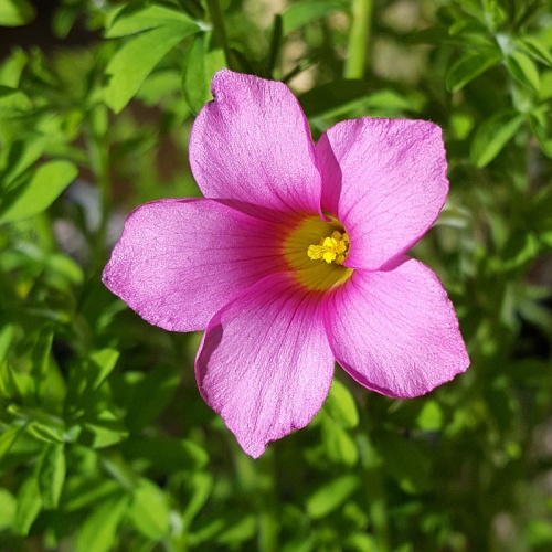 Oxalis hirta 'Gothenburg'