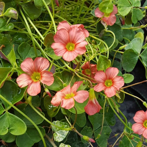 Oxalis semiloba