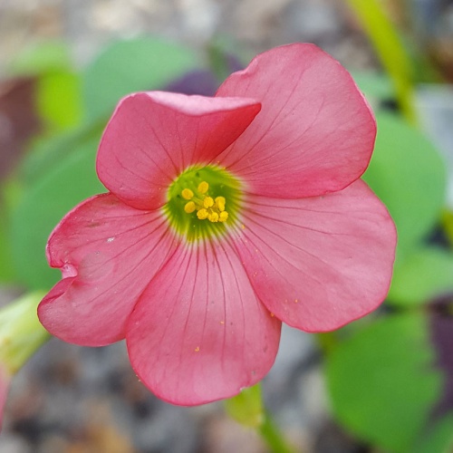 Oxalis - The Plantsman's Preference