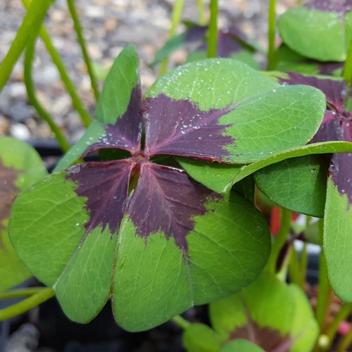 Oxalis - The Plantsman's Preference