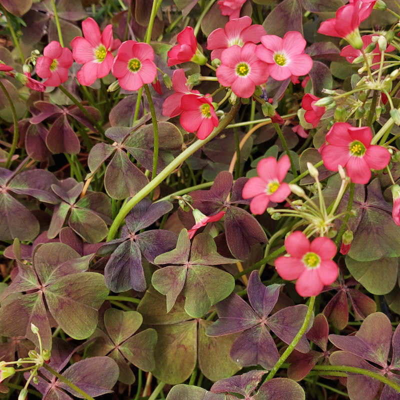 Oxalis tetraphylla purple leaved