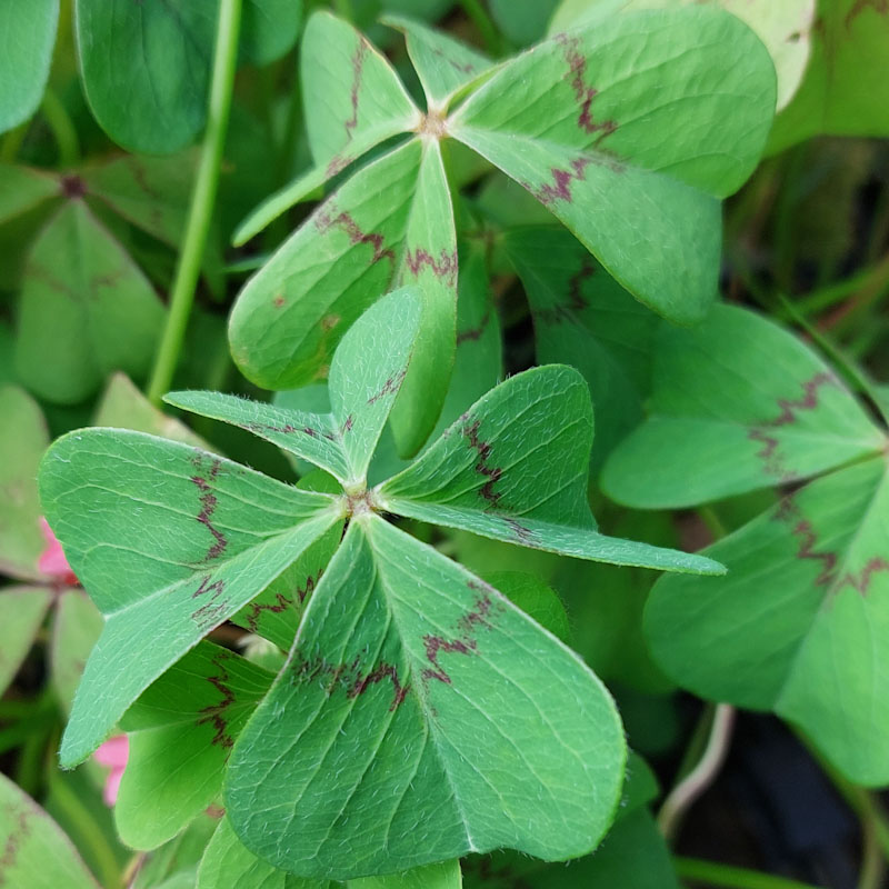 Oxalis - The Plantsman's Preference