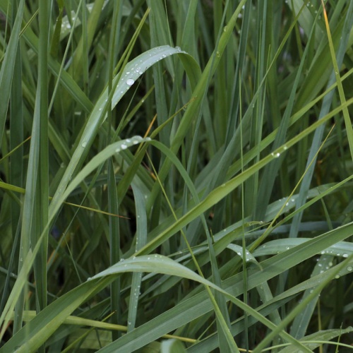 Panicum amarum