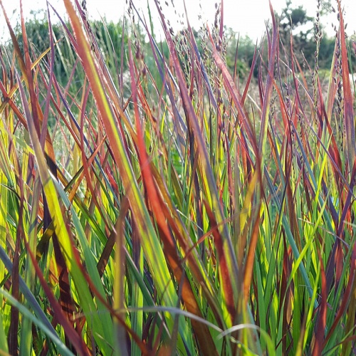 Panicum virgatum 'Cheyenne Sky'