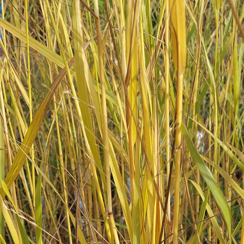 Panicum virgatum 'Diwali'