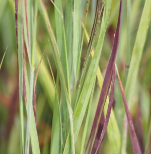 Panicum virgatum 'Heavy Metal'