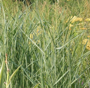 Panicum virgatum 'Prairie Sky'