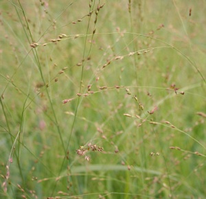 Panicum virgatum 'Rehbraun'