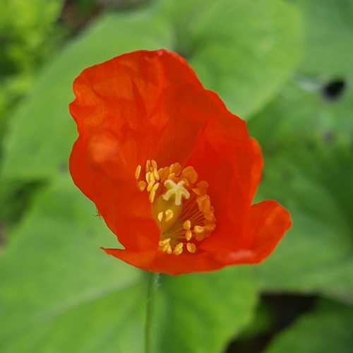 Papaver cambricum 'Frances Perry'