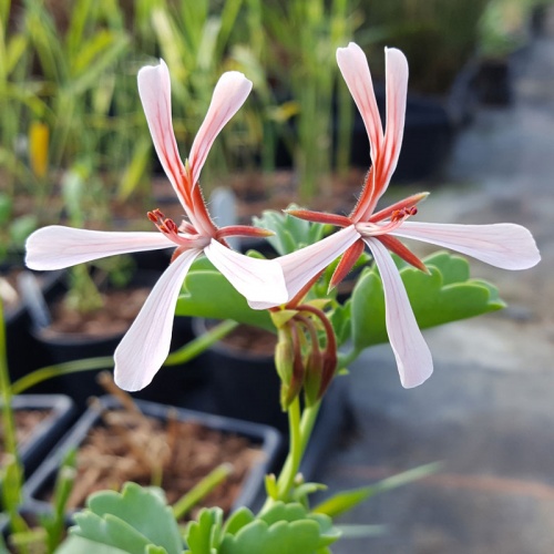 Pelargonium acetosum