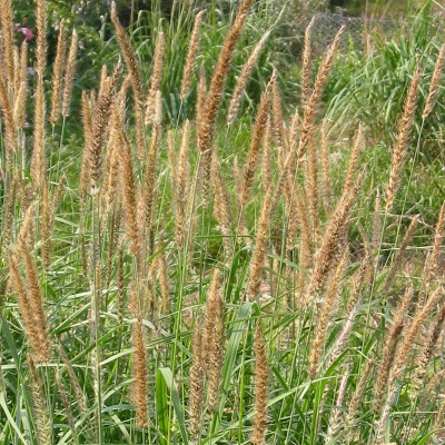 Pennisetum flaccidum