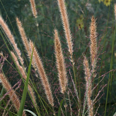 Pennisetum macrourum