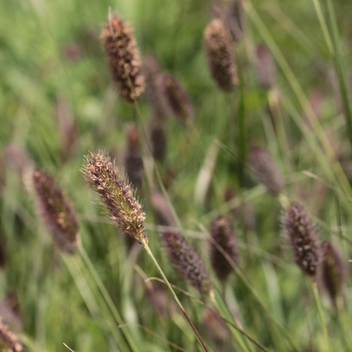 Pennisetum thunbergii 'Red Buttons'