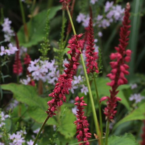 Bistorta amplexicaulis 'Firedance'