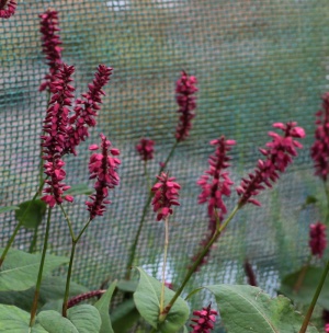 Bistorta amplexicaulis Taurus 'Blotau'