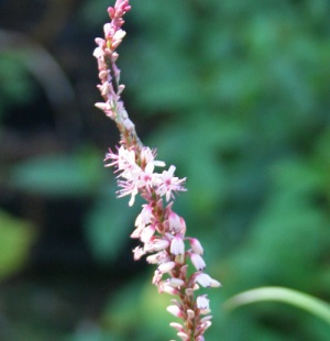 Bistorta amplexicaulis 'Rosea'