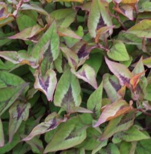 Persicaria nepalensis