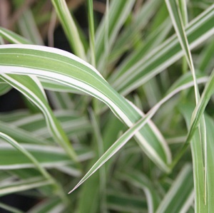 Phalaris arundinacea var. picta 'Streamlined'