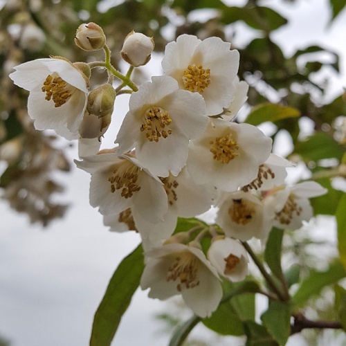 Philadelphus delavayi